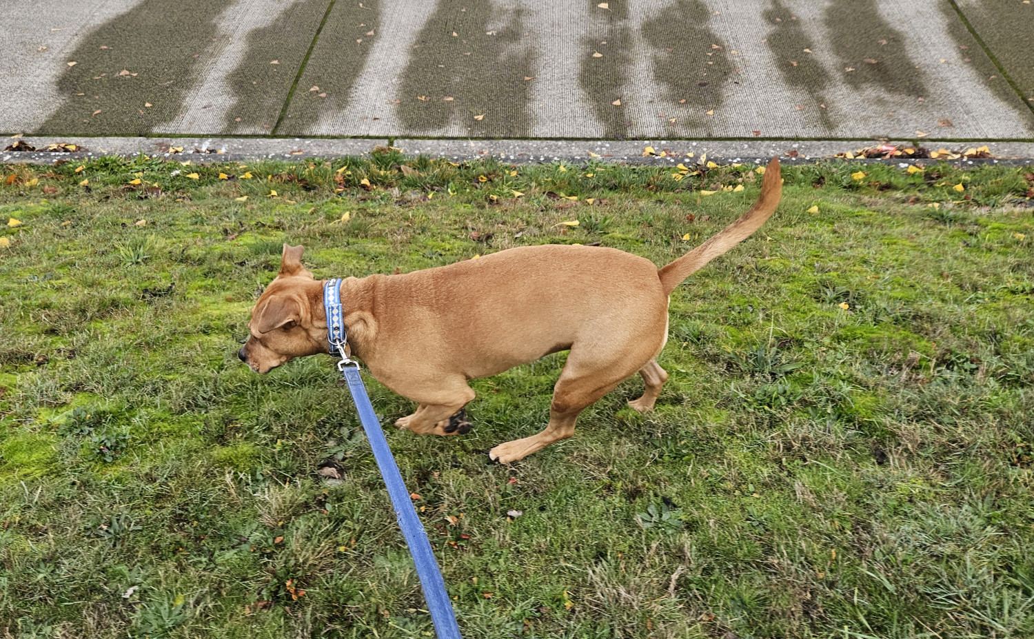 Barley, a dog, trots along an inclined lawn. The street in the background is wet, but is drying in banded striped.