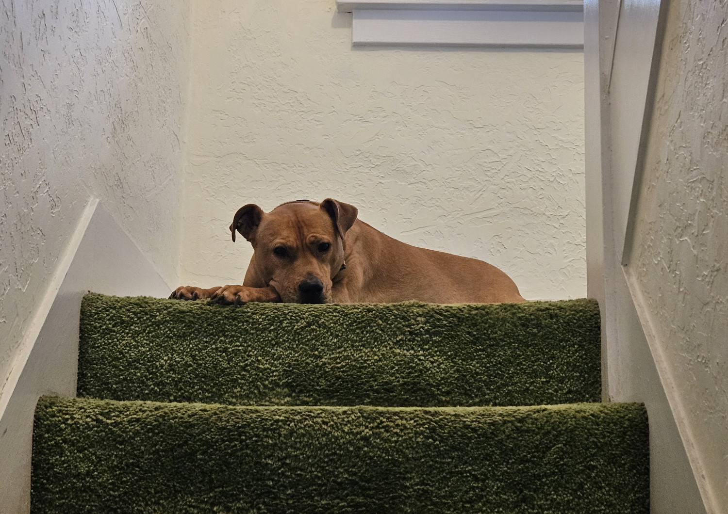 Barley, a dog, rests her head on her paws as she lies at the top of the stairs, peering down at the photographer.