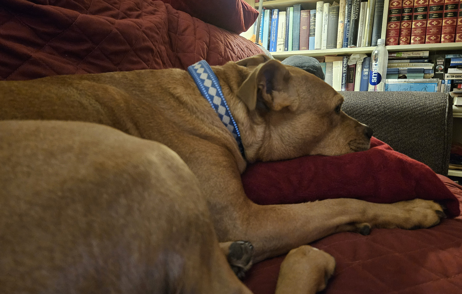 Barley, a dog, rests on a throw pillow. She is photographed from a low angle, near her rump, as if she was a rolling landscape extending into the distance.