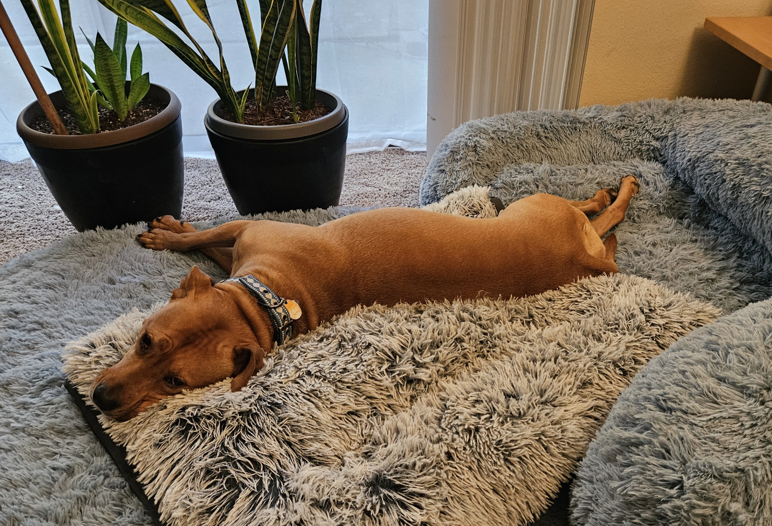 Barley, a dog, has sunken some ways into a dog bed atop another, comically large dog bed.