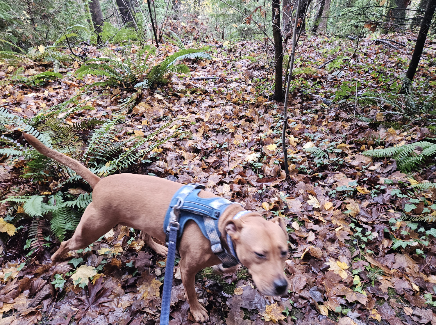 Barley, a dog, trots past the camera, giving her a blurry appearance that contrasts with the sharp focus of the background.