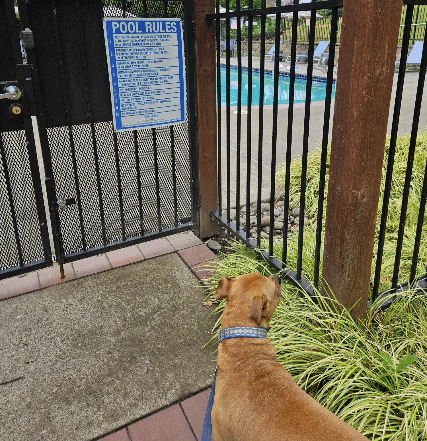 Barley, a dog, is unimpressed by the list of pool rules on a locked gate that, among other things, forbid her entry.