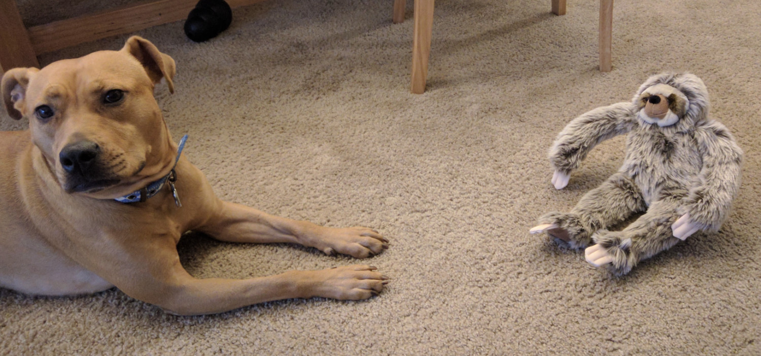 Barley, a dog, sits a few feet away from a sloth plushie. The scene seems entirely innocent.