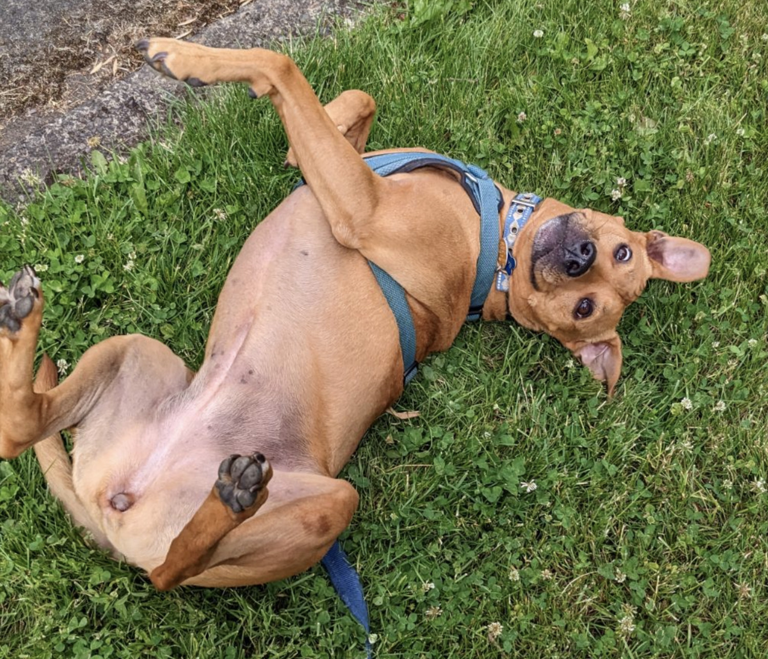 Barley, a dog, makes eye contact with the camera as she wiggles on her back in some lush grass.