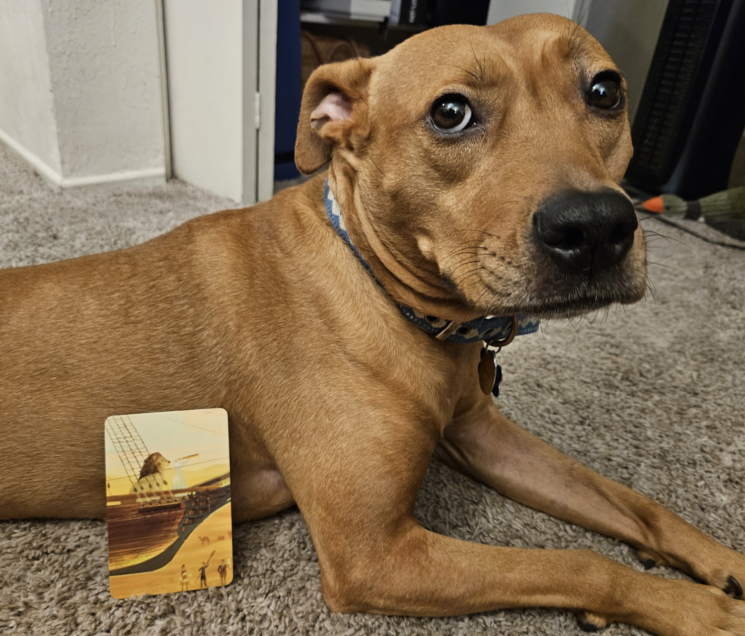 Barley, a dog, poses with a card from the *Mysterium* series of paranormal murder mystery board games.