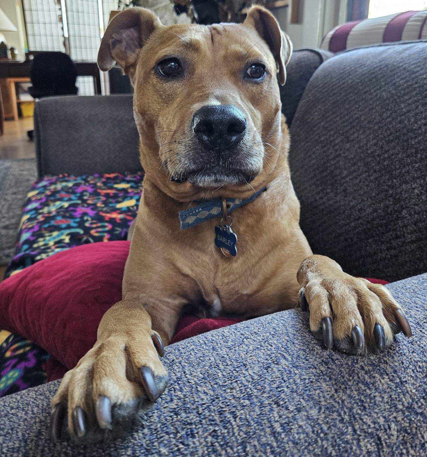 Barley, a dog, lies on a sofa with her paws on the arm rest, and looks past the photographer with an air of weighty consideration.