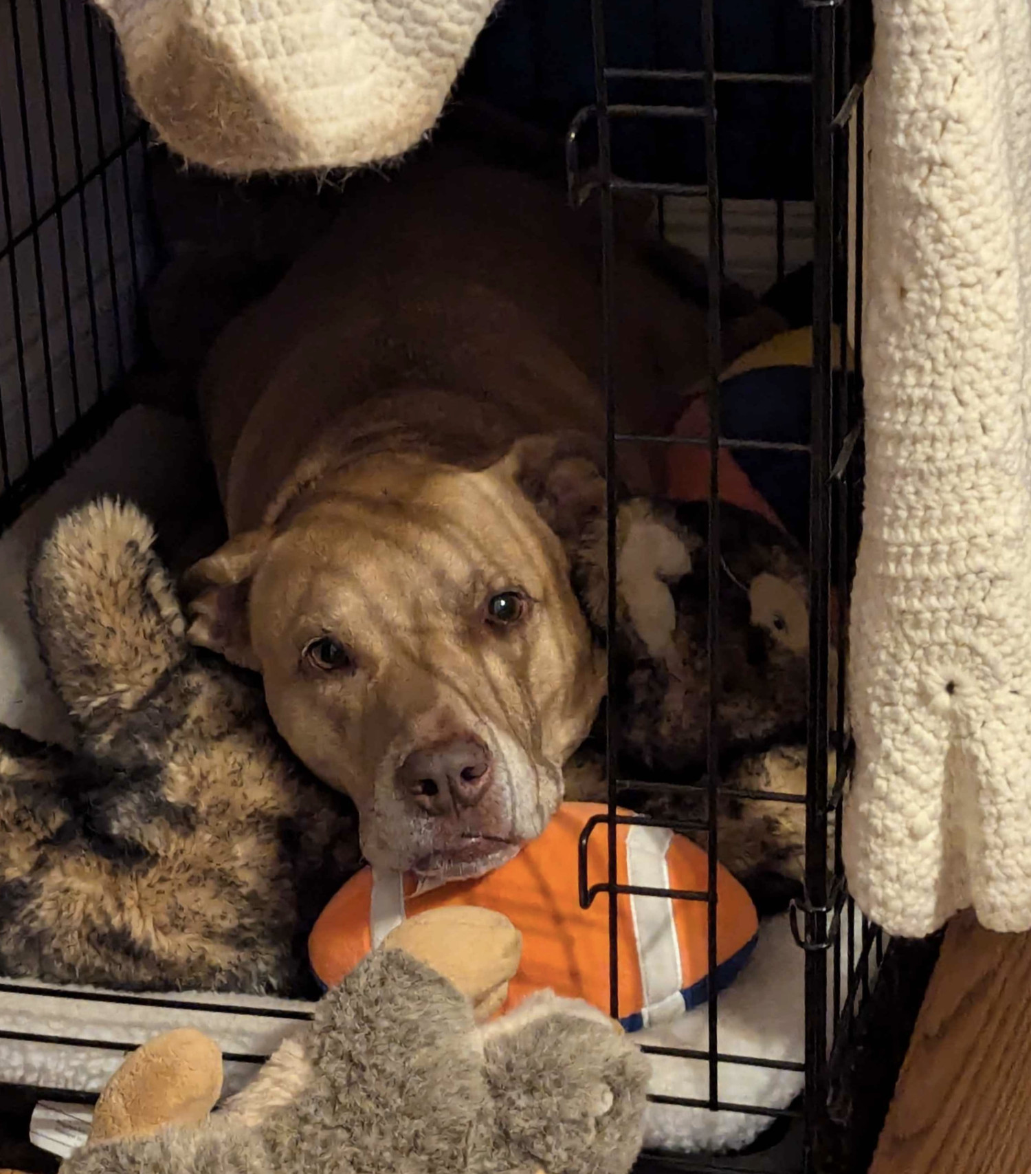 Juniper, a dog, peeks her head out of her crate with a serious-seeming expression, a bit like a moray eel emerging from its hidey hole.