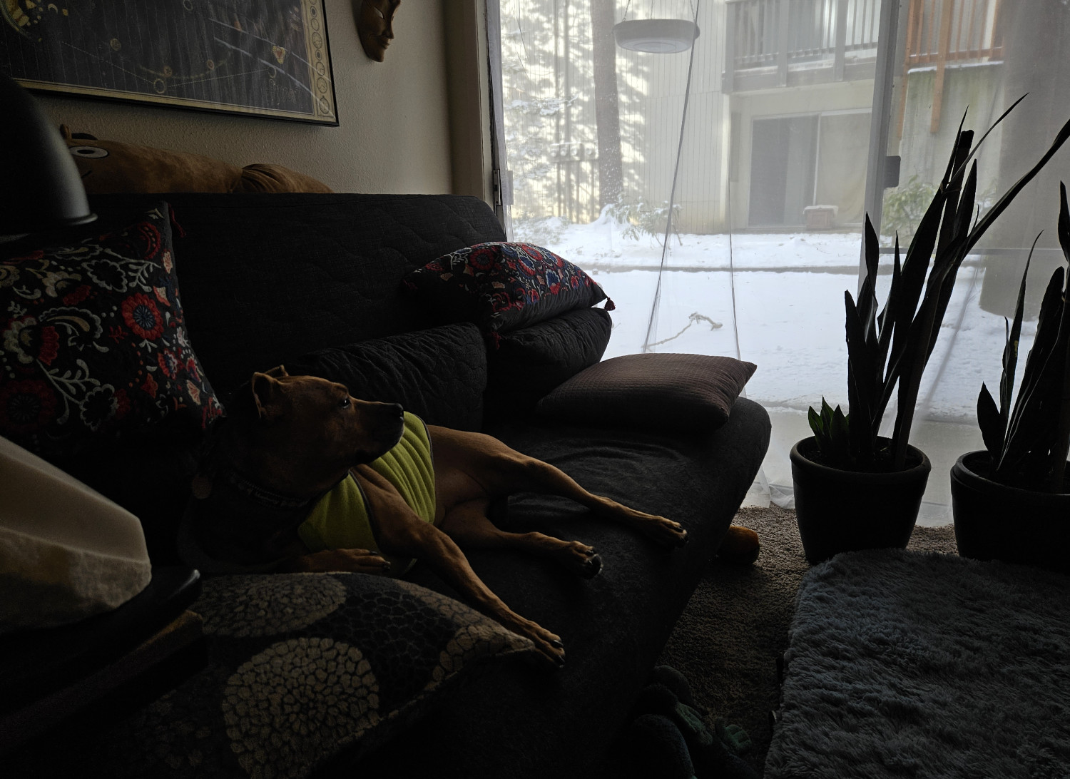 Barley, a dog, relaxes on a futon beside a window that is illuminated brightly by snow. The resulting contrast plunges the indoor portion of the shot into deep shadow.