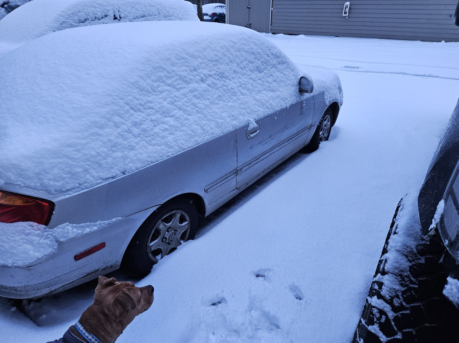 Barley, a dog, peers through the ap between two parked cars, both of which are quite thoroughly snowed in and snowed over in the dim light of an early morning.