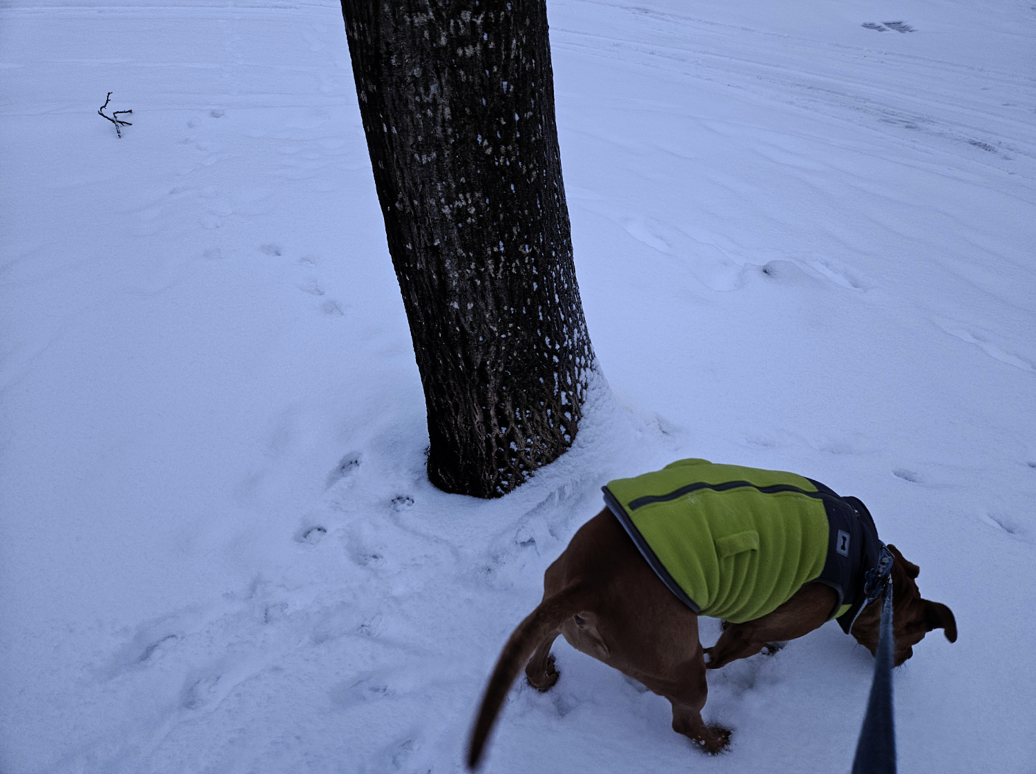 Barley, a dog, investigates smells near the base of a tree. The recent snowfall reveals that the tree was recently visited by another dog approaching from another angle.