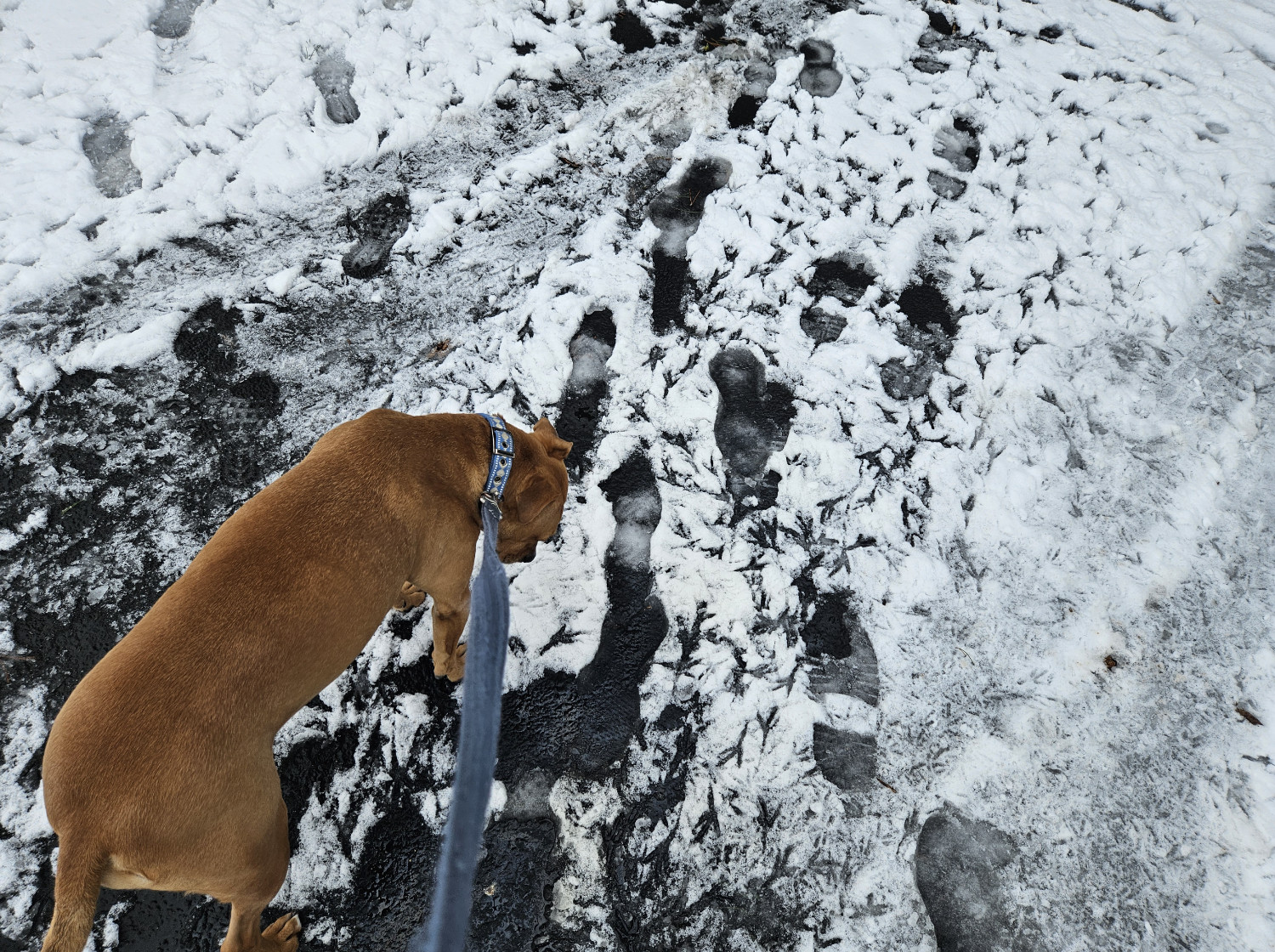 Barley, a dog, inspects melting snow that is peppered with strikingly clear crow footprints.