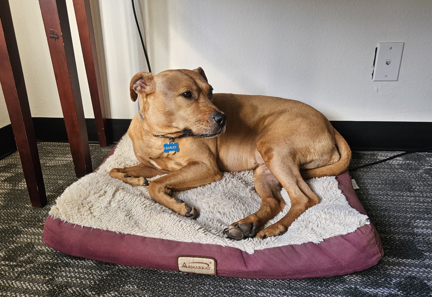 Barley, a dog, lies on a very familiar dog bed amidst the scuffed legs of a hotel room desk.