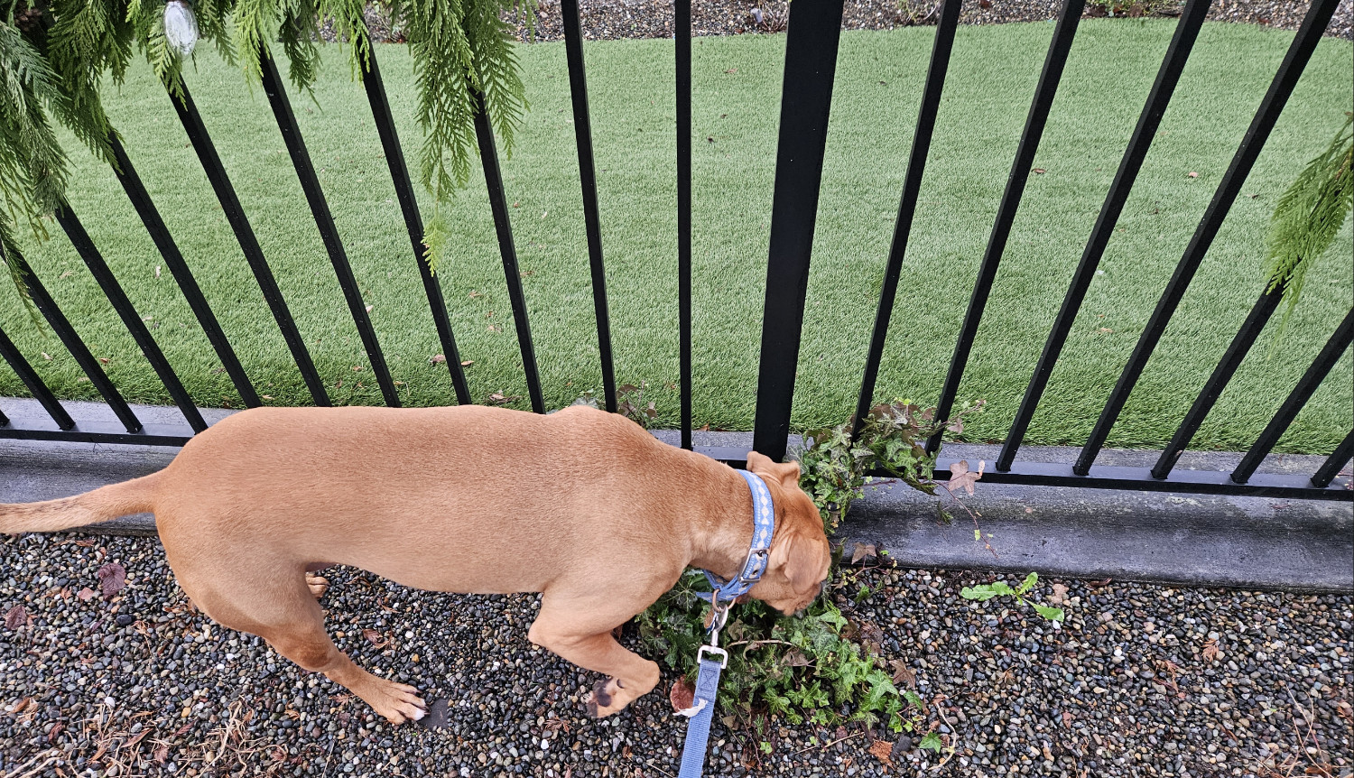 Barley, a dog, sniffs at the base of a metal fence, beyond which is a lawn that definitely consists of astroturf.