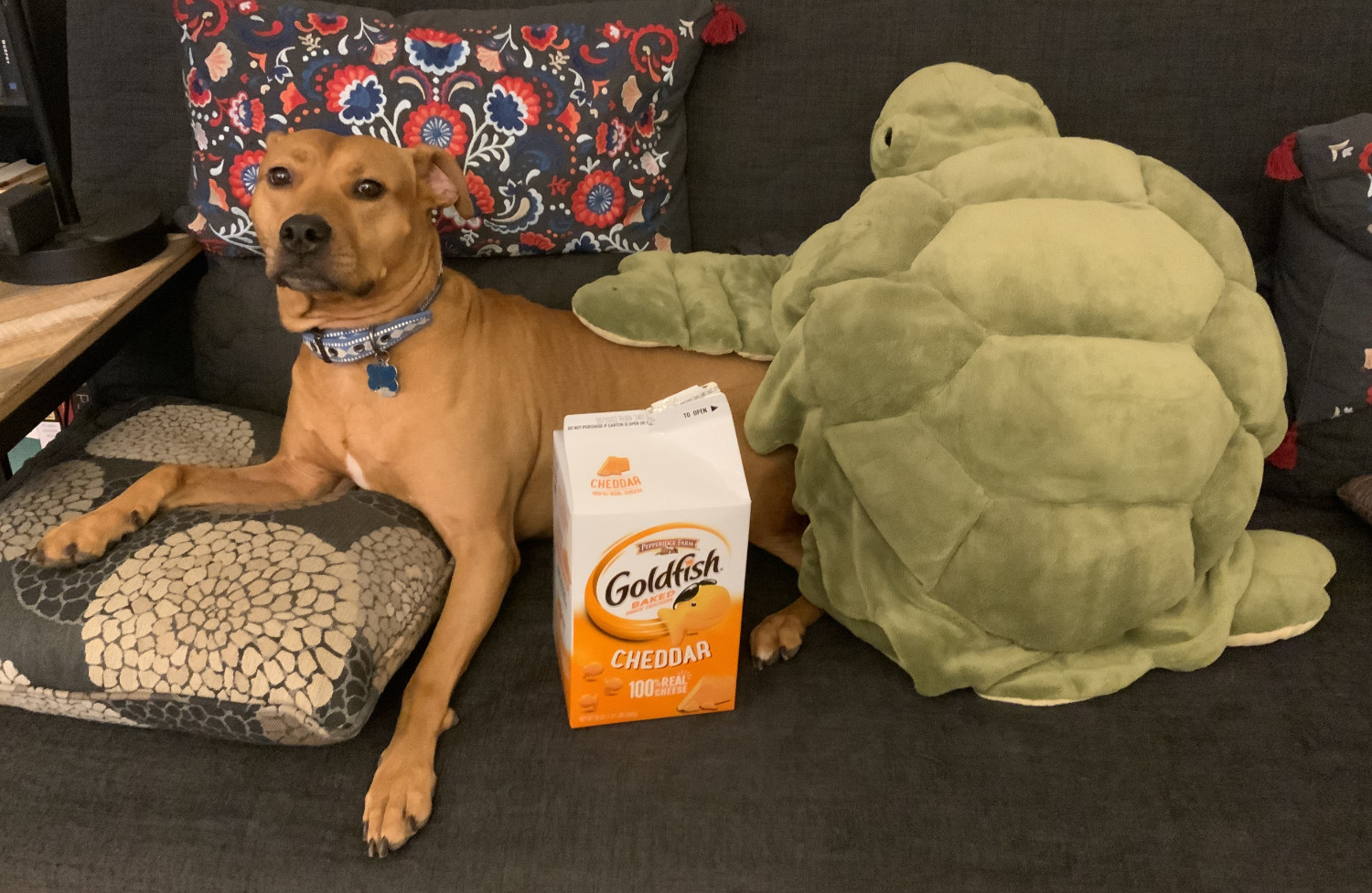 Barley, a dog, sits with a large box of goldfish crackers and an enormous plush turtle. She does not seems to consider either to be worthy of chomping.