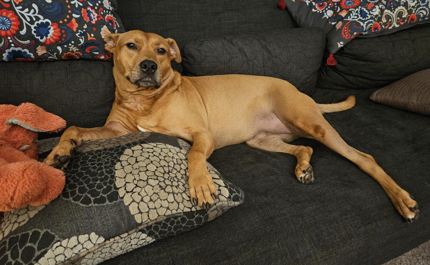 Barley, a dog, relaxes on the futon. She is, in an unusual move, not wearing her collar.