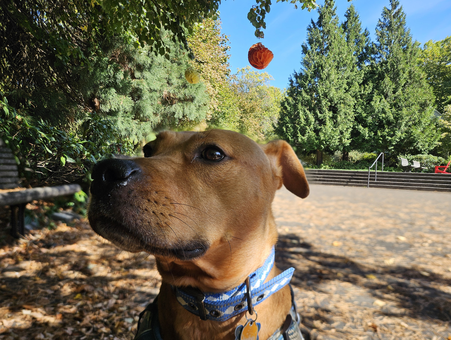 Barley, a dog, sits in a shady spot. Behind her, a couple of weather-worn decorative paper party spheres hang from a tree. Both are in focus thanks to a very obvious split-focus seam, revealing that the photo is a composite of two photos.