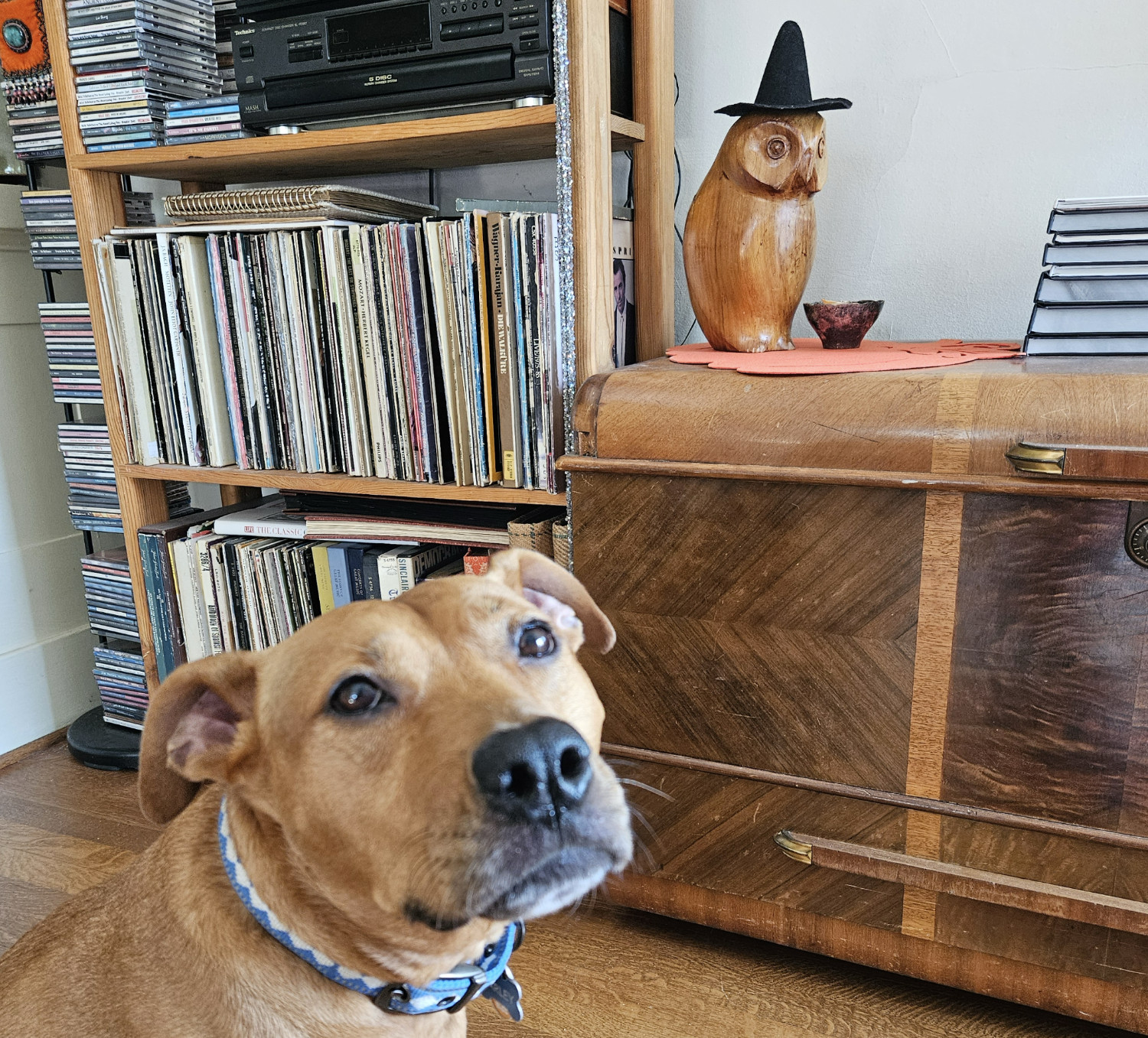 Barley, a dog, is out fo focus in the foreground, drawing attention to a wooden owl in the background who is wearing a felt witch's hat.