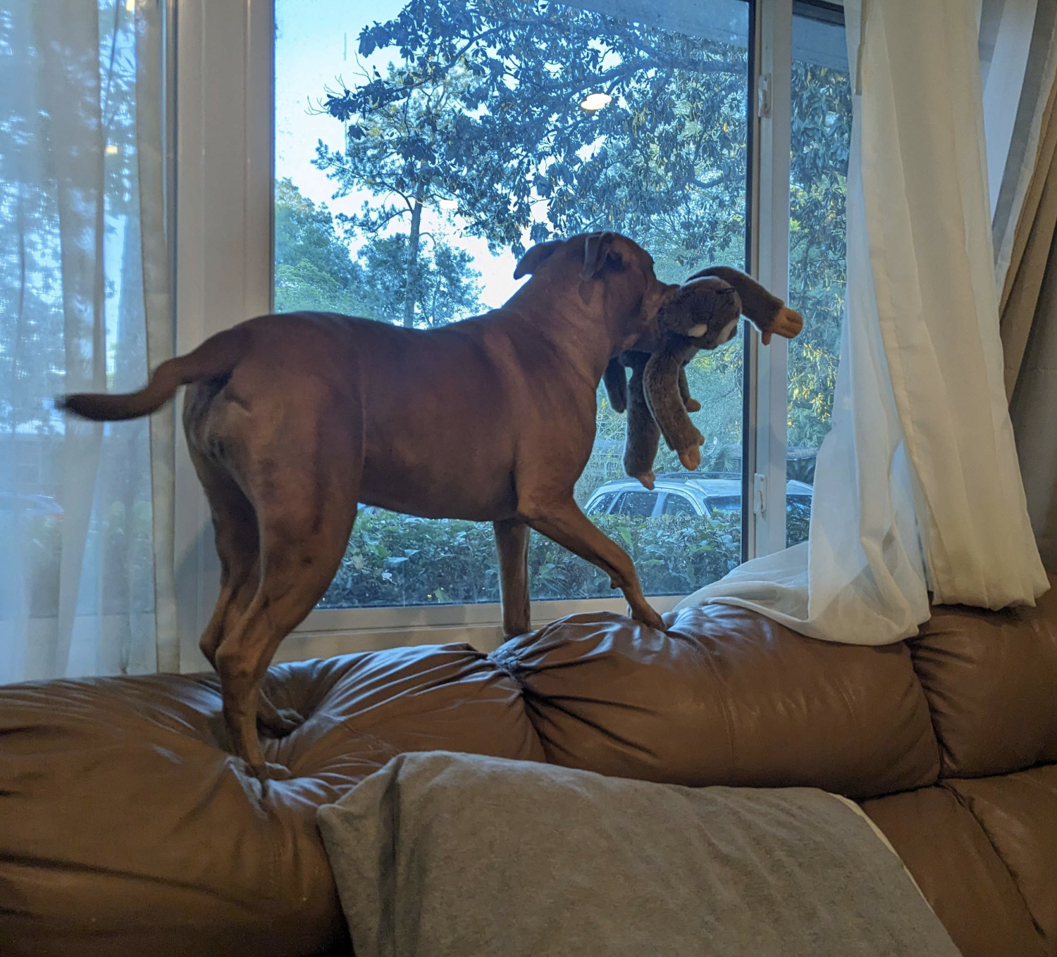 Juniper, a dog, holds her toy monkey in her mouth and parades it past a large window that has a view of the yard beyond.