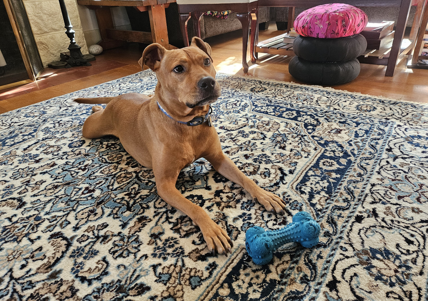 Barley, a dog, looks expectantly at someone off camera as she lies on the floor. Between her and this unseen person, her blue chewtoy lies.