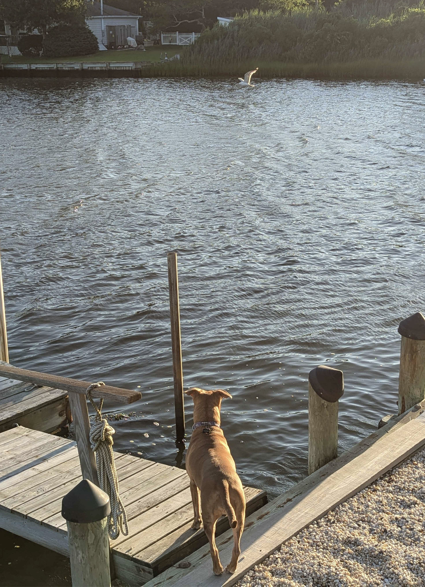 Juniper, a dog, stands with two paws on the dock and two paws on dry land in the late afternoon, and watches with dutiful attention as a seagull flies over the water.