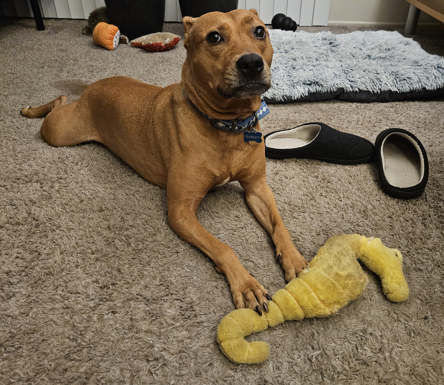 Barley, a dog, looks plaintively at the camera as she lies in front of her battered but enduring seahorse toy, Stella.